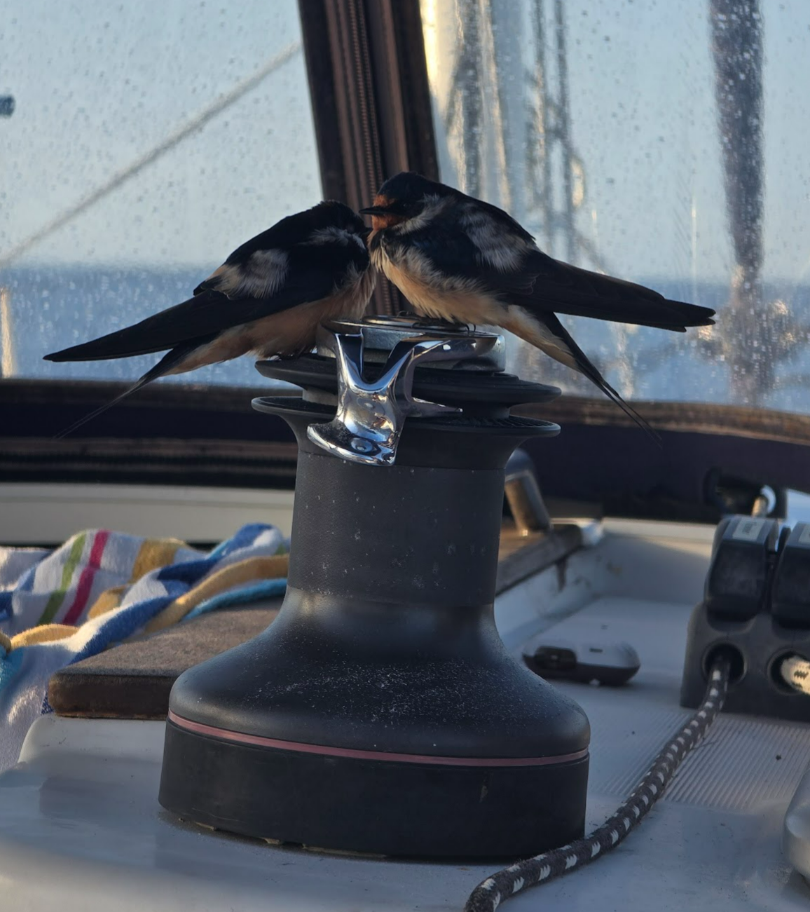 Migrating swallows roosting on a winch